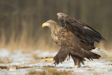 Majestic predator White-tailed eagle, Haliaeetus albicilla in Poland wild nature
