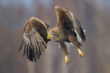 Majestic predator White-tailed eagle, Haliaeetus albicilla in Poland wild nature