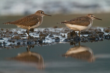 Bird Common Sandpiper Actitis hypoleucos small migratory bird, Poland Europe