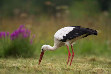 Bird White Stork Ciconia ciconia hunting time summer in Poland Europe