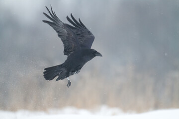 Bird beautiful raven Corvus corax North Poland Europe