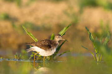 Shorebirds - Wood Sandpiper Tringa glareola, wildlife Poland Europe