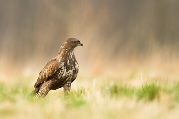 Obraz premium landing Common buzzard Buteo buteo in the fields in winter snow, buzzards in natural habitat, hawk bird on the ground, predatory bird close up winter bird