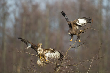 landing Common buzzard Buteo buteo in the fields in winter snow, buzzards in natural habitat, hawk...