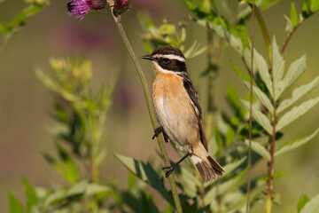 Obraz premium Bird Whinchat Saxicola rubetra - bird sitting on the weed, male, amazing background with warm light summer time Poland, Europe