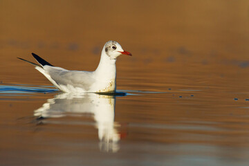 Bird black-headed gull Chroicocephalus ridibundus spring time Poland, Europe