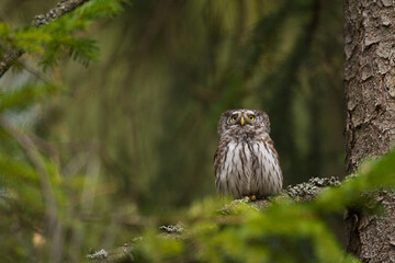 Pygmy owl Glaucidium passerinum little owl natural dark forest north parts of Poland Europe