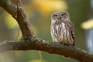 Pygmy owl Glaucidium passerinum little owl natural dark forest north parts of Poland Europe