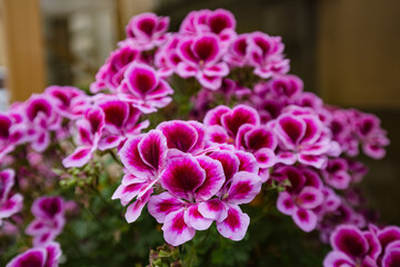 Purple pink white ornamental flower