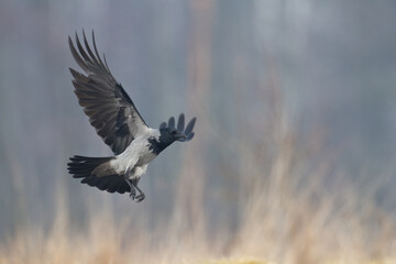 Bird - Hooded crow Corvus cornix in amazing blurred background Poland Europe