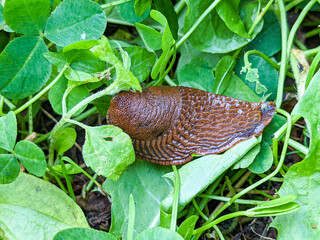 Large brown Spanish snail (arion vulgaris) on grass, close-up. Invasive animal species