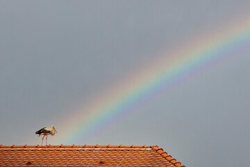 Stork on a house roof resting under the clear sky and a colorful rainbow after a storm. New born baby concept.