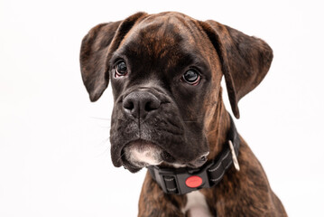 A 4 month old pedigree tan boxer dog puppy isolated on a white background