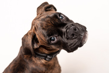 A 4 month old pedigree tan boxer dog puppy isolated on a white background