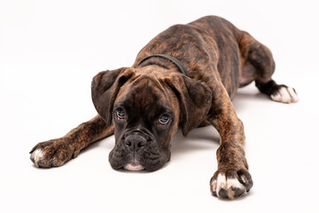 Obraz premium A 4 month old pedigree tan boxer dog puppy isolated on a white background