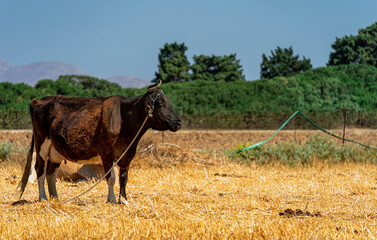 Krowa na Wyspie Kos © Piotr Gaborek 
