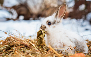 A small white rabbit is sitting on hay and chewing a leaf. He sits sideways against a background of...