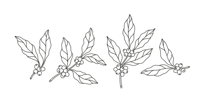 Hand-drawn line illustration set of coffee tree branches. Coffee beans.