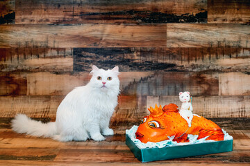 Birthday of a white cat and a cake in the form of a golden fish for her. Turkish angora