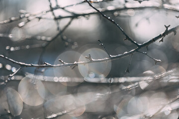 Photo of branches of trees and buds with frozen ice drops and water drops under warm sunlight on the winter. Springtime air atmosphere with boke circles.
