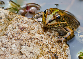 Close up of Levantina green frog (Pelophylax bedriagae)