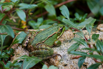 Close up of common green frog (Phelophylax perezi)