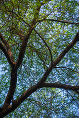 Sunlight passing through tree leaves in tropical forest