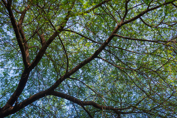 Sunlight passing through tree leaves in tropical forest