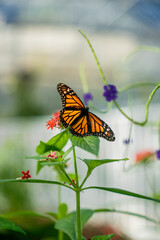 A Monarch Butterfly