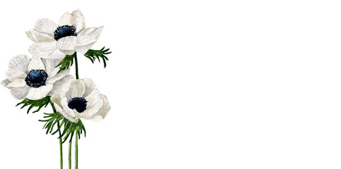 Banner con anemoni, illustrazione ad acquerello isolata su sfondo bianco © sommaria