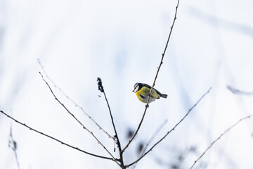 Photo of the titmouse is sitting on the branch of tree under warm sunlight on the background sky on the winter. Wintertime and warm springtime atmosphere.