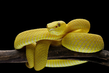 Yellow White-lipped Pit Viper isolated on branch, yellow viper snake on black background,...