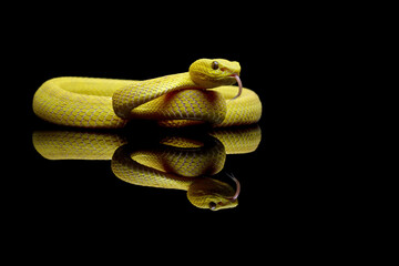 Yellow White-lipped Pit Viper isolated on black background, yellow viper snake reflections on black, Trimeresurus insularis