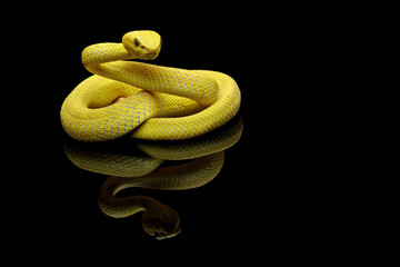 Yellow White-lipped Pit Viper isolated on black background, yellow viper snake reflections on black, Trimeresurus insularis