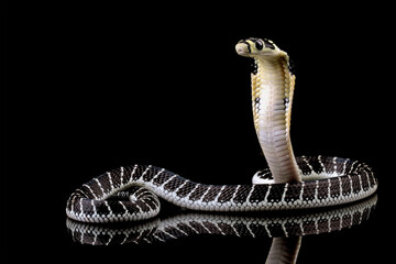 Baby king cobra on branch with black background, Indonesian snake with can be very deadly, very...