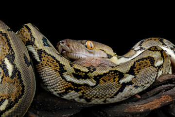 Indonesia python snake isolated on black background, non-venomous snake 