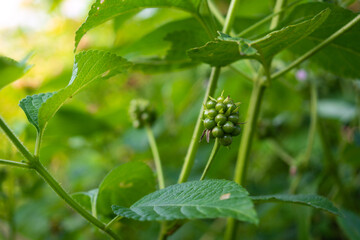 Green lantana fruit in tropical forest