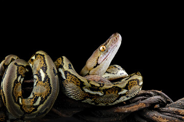 Indonesia python snake isolated on black background, non-venomous snake 