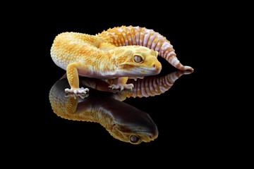 Fat-tailed geckos isolated on black background, cute lizards that are easy to care for, eublepharis macularius