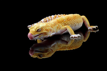 Fat-tailed geckos isolated on black background, cute lizards that are easy to care for, eublepharis macularius
