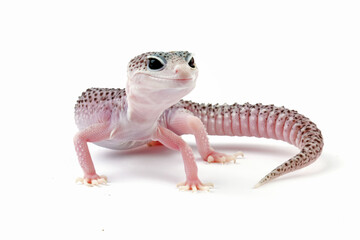 Fat-tailed geckos isolated on white background, cute lizards that are easy to care for, eublepharis macularius
