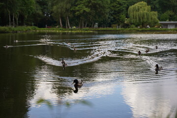 a lot of ducks are sitting in the water in the pond in the autumn park