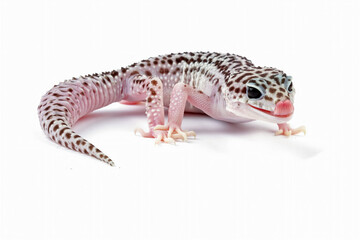 Obraz premium Fat-tailed geckos isolated on white background, cute lizards that are easy to care for, eublepharis macularius