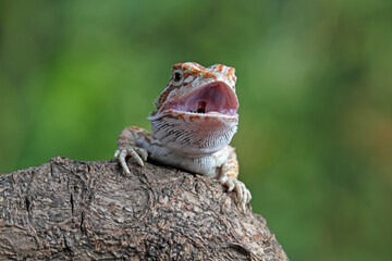 Baby bearded dragon sitting on branch, Australian cute lizard on tree, animals closeup