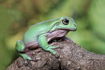 Dumpy frog on branch, tree frog front view, litoria caerulea, animals closeup