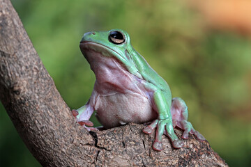Dumpy frog on branch, tree frog front view, litoria caerulea, animals closeup
