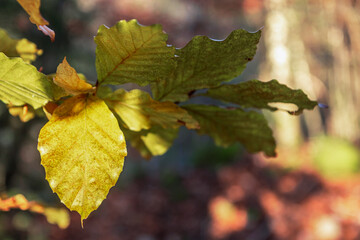 Feuilles de hêtre à l' automne dans le massif des Bauges , Alpes , france