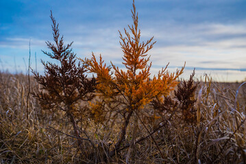 Obraz premium Fire Bush in a Field