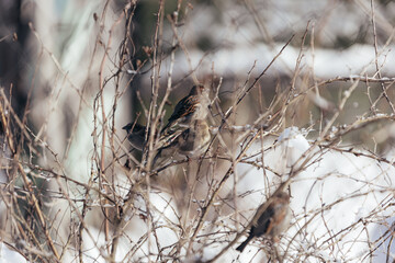 Photo of the sparrows are sitting on the bush with snow under warm sunlight on the winter. Wintertime and warm springtime atmosphere.