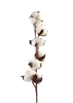 Cotton branch isolated on transparent background. White cotton flowers.